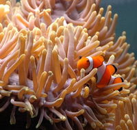 Reef HQ Great Barrier Reef Aquarium - Accommodation NT