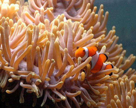 Reef HQ Great Barrier Reef Aquarium - Accommodation NT 0