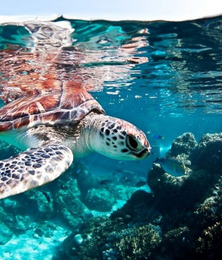 Reef HQ Great Barrier Reef Aquarium - Accommodation NT 1