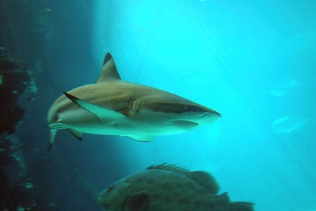 Reef HQ Great Barrier Reef Aquarium - Accommodation NT 2