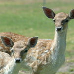 Marapana Wildlife Park - Accommodation NT 0