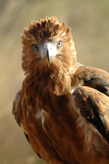 Alice Springs Desert Park - Accommodation NT 0