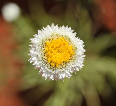 Alice Springs Desert Park - Accommodation NT 1