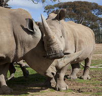 Monarto Zoo - Accommodation NT