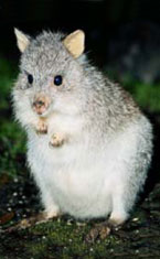 Warrawong Wildlife Park - Accommodation NT 1