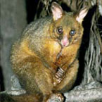 Warrawong Wildlife Park - Accommodation NT 2