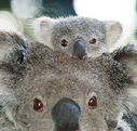 Billabong Koala and Wildlife Park - Accommodation NT