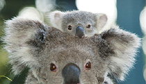 Billabong Koala And Wildlife Park - Accommodation NT 0
