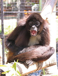 Billabong Koala And Wildlife Park - Accommodation NT 1