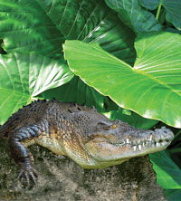 Billabong Koala And Wildlife Park - Accommodation NT 2