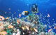 Drop Zone Dive Site - thumb 0