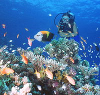 Drop Zone Dive Site - Accommodation NT