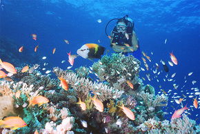 Drop Zone Dive Site - Accommodation NT 0
