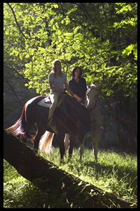 Glenworth Valley Horseriding - Accommodation NT 2