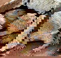 Alice Springs Reptile Centre - Accommodation NT