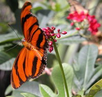 Butterfly Farm - Accommodation NT