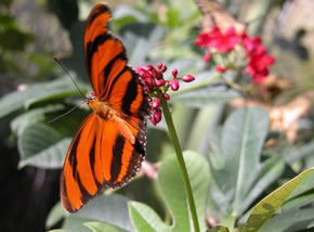 Butterfly Farm - Accommodation NT 0