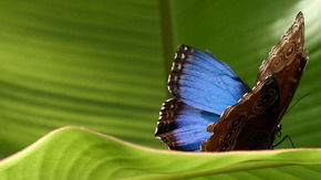 Butterfly Farm - Accommodation NT 3