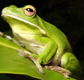 The Rainforest Habitat - Accommodation NT