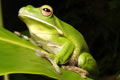 The Rainforest Habitat - Accommodation NT 0