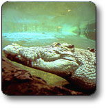 Kakadu National Park - Accommodation NT 1