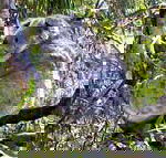 Koala Conservation Centre - Accommodation NT