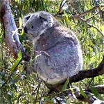 Koala Conservation Centre - Accommodation NT 0