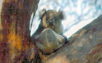 Koala Conservation Centre - Accommodation NT 2