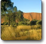 Uluru - Kata Tjuta National Park - Accommodation NT