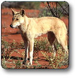 Uluru - Kata Tjuta National Park - Accommodation NT 3