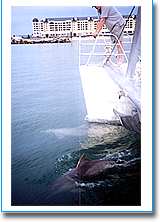 Temptation Sailing - Accommodation NT 1