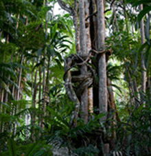 Rainforest Skywalk - Accommodation NT 3
