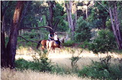High Country Horses - Accommodation NT 1