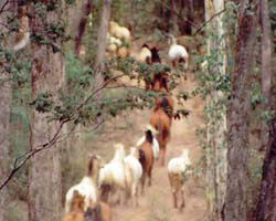 High Country Horses - Accommodation NT 2