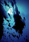 Scuba World - Accommodation NT 0