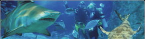 Scuba World - Accommodation NT 1