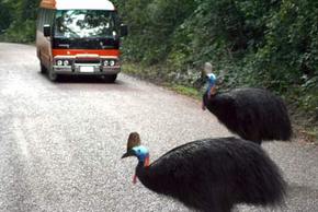 Kookaburra Tours - Accommodation NT 0