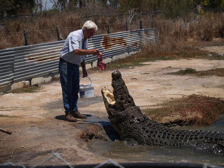 Koorana Saltwater Crocodile Farm - Accommodation NT 1