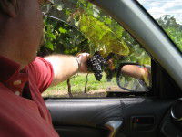 Mount Tamborine Winery & Homestead - Accommodation NT 1