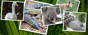 Rockhampton Zoo - Accommodation NT 2