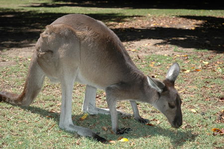 Bunbury Wildlife Park - Accommodation NT 1