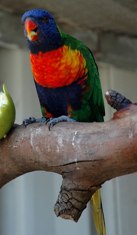 Bunbury Wildlife Park - Accommodation NT 3