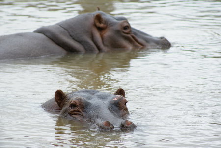 Cairns Wildlife Safari Reserve - Accommodation NT 2