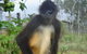 Cairns Wildlife Safari Reserve - thumb 3