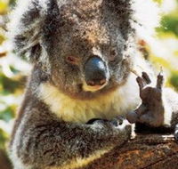 Gorge Wildlife Park - Accommodation NT