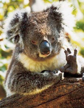 Gorge Wildlife Park - Accommodation NT 0
