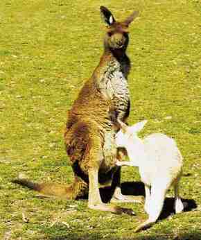 Gorge Wildlife Park - Accommodation NT 1
