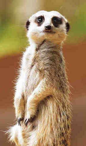 Gorge Wildlife Park - Accommodation NT 2