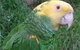 Gorge Wildlife Park - thumb 3