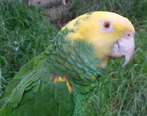 Gorge Wildlife Park - Accommodation NT 3